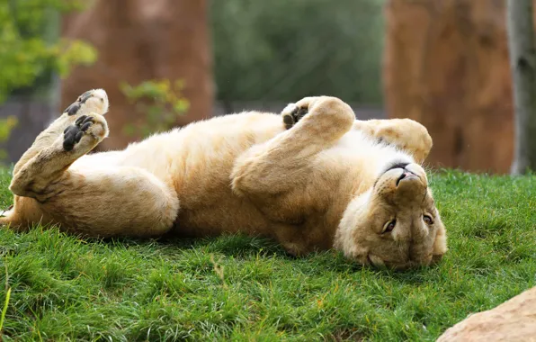 Picture grass, look, pose, background, stay, relax, paws, lies