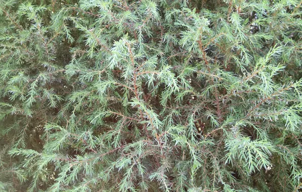 Greens, nature, needles, juniper, needles, natural background, green twigs