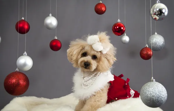 Balls, decoration, holiday, dog, New Year, Christmas, Christmas, New Year