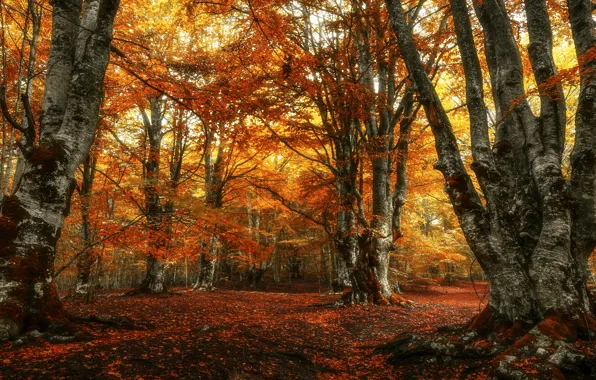 Autumn, forest, Park, foliage, falling leaves, the colors of autumn, Golden autumn, autumn leaves