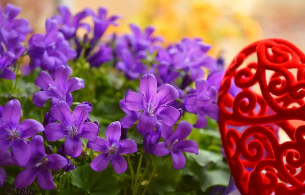 Bells, Flowers, Flowers, Purple flowers, Purple flowers