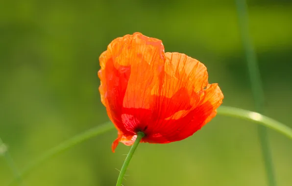 Red, poppy, blooming