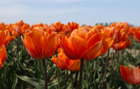 The sky, flowers, bright, spring, tulips, orange, a lot, plantation