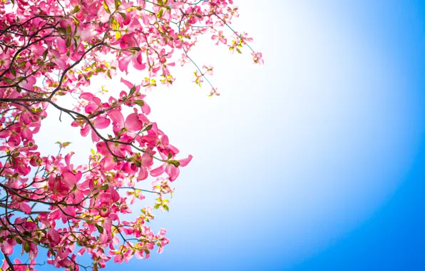 Flowers, background, branch, pink, dogwood