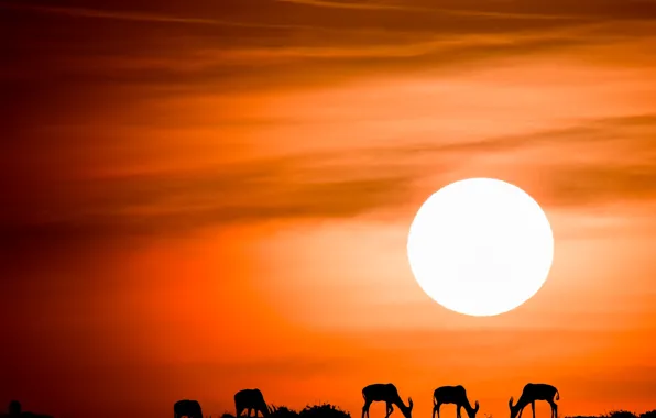 Picture the sky, the sun, sunset, silhouettes, antelope, the Topi antelope