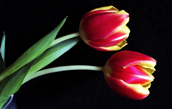 Picture macro, tulips, buds
