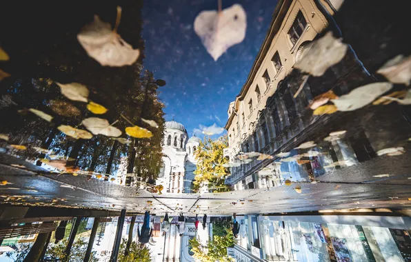 Leaves, macro, reflection, people, street, building, puddle