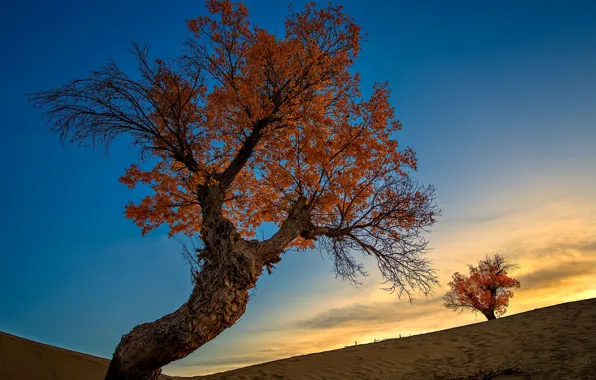 Picture autumn, trees, slope