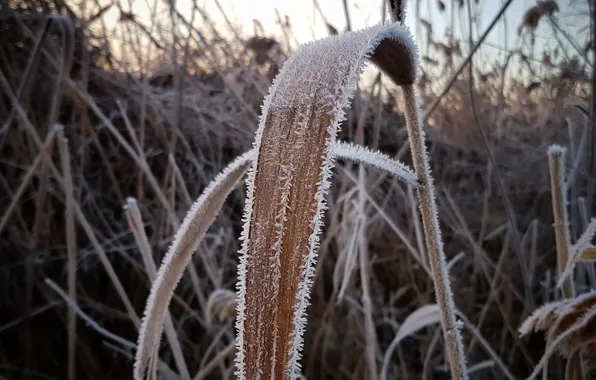 Macro, Winter, Frost, Cold, Gulkevichi, Reed
