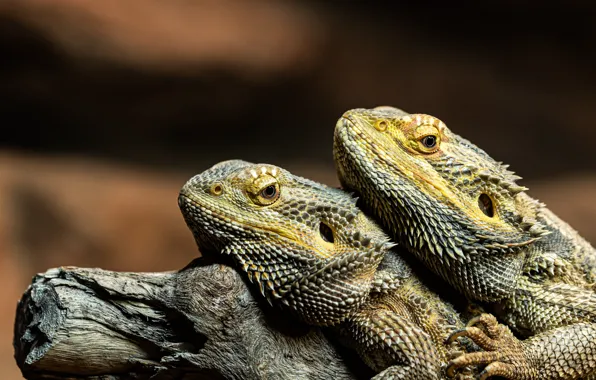 A couple, lizards, reptiles