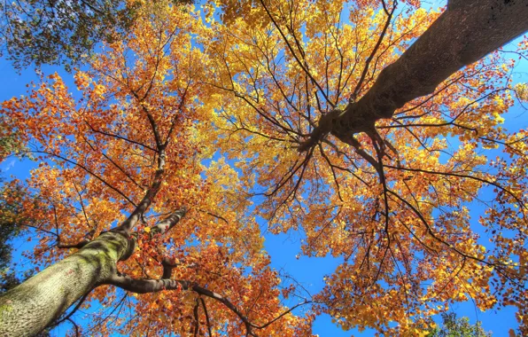 Picture autumn, the sky, leaves, trees, branches, trunk