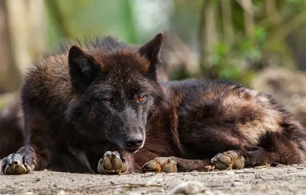 Nature, snow, predator, face, animal, wolf, wildlife, portrait
