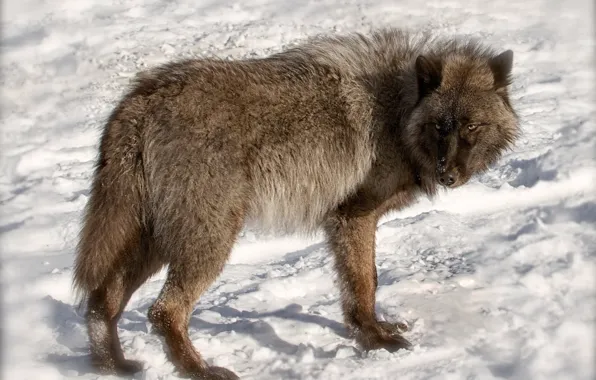 Nature, predator, animal, wolf, wildlife, portrait, portrait., Canis lupus. face