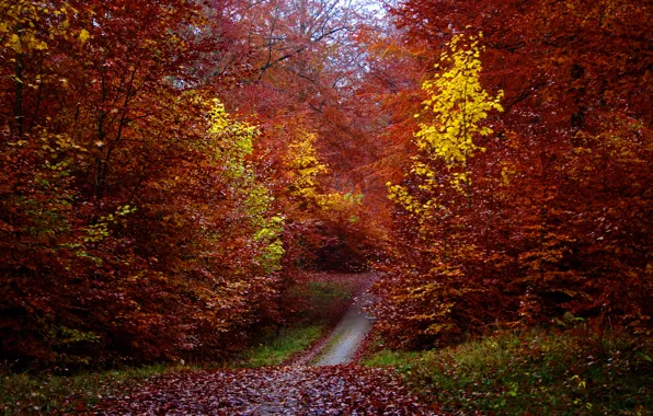 Autumn, forest, leaves, trees, foliage, path