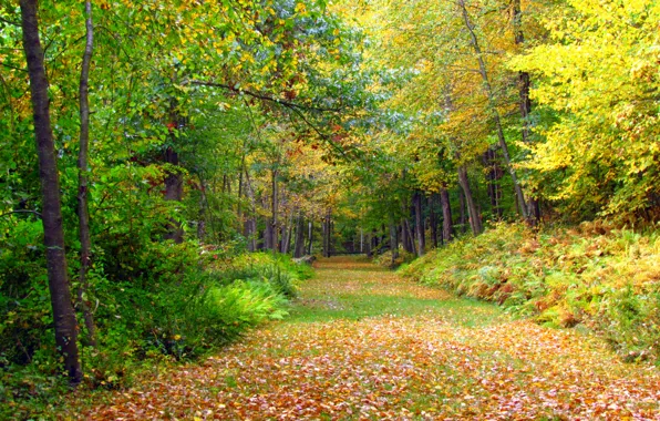 Forest, leaves, trees, Autumn, track, forest, falling leaves, trees