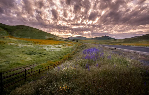 Field, meadow, lupins