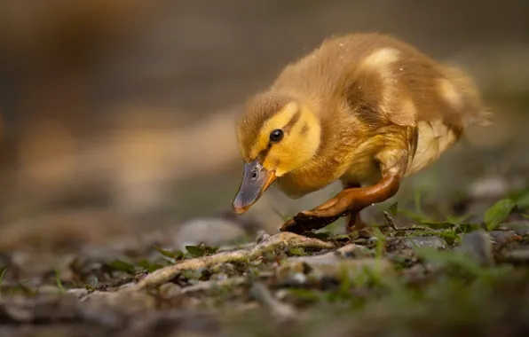 Picture nature, duck, chick