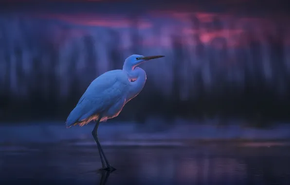 Sunset, nature, bird, stork