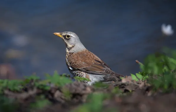 Birds, spring, looks, thrush