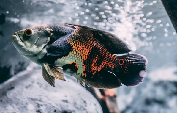 Picture animal, Silver, animal photography, and Black Oscar Fish, rown