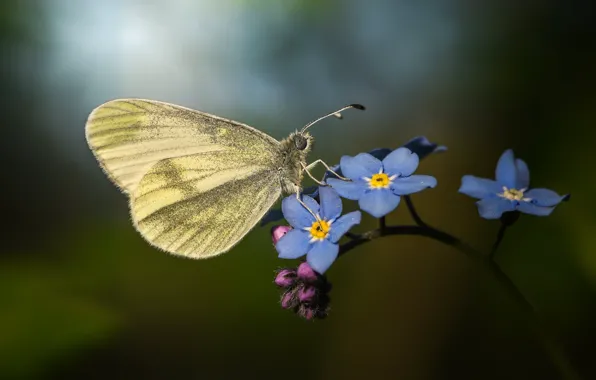 Picture macro, butterfly, flowers