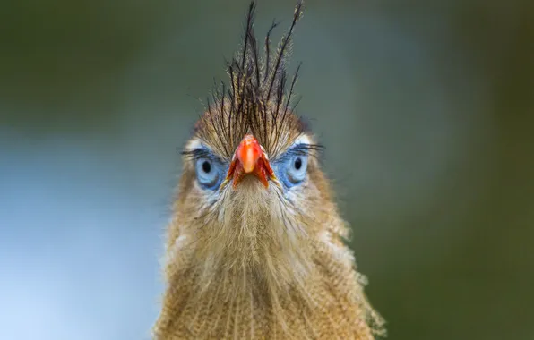 Picture bird, color, beak, netherlands, apeldoorn, red-legged seriema