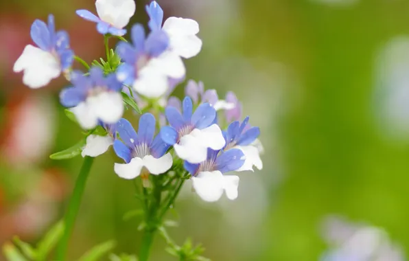 Picture greens, flowers, focus, field