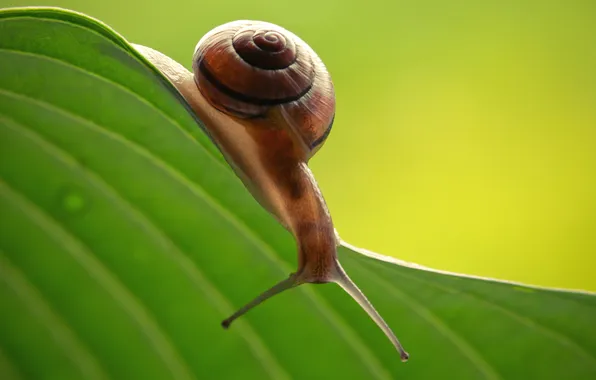 Macro, snail, down, stretched