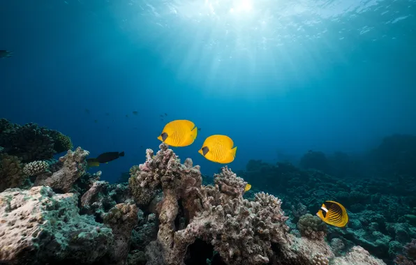 Picture The red sea, Red Sea, Mask butterfly fish, Masked butterfly fish, tropical reef, tropical reefs