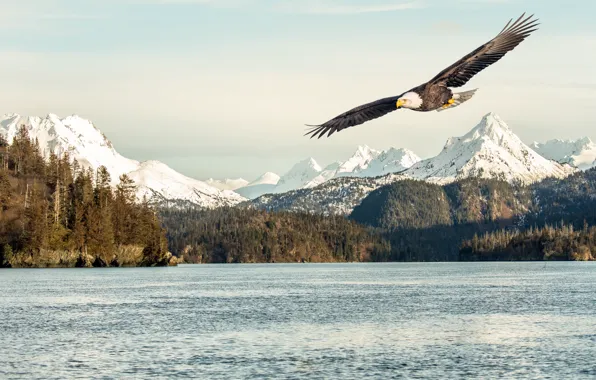 Sea, flying, bird, flight, mountains, snow, sunlight, bald eagle