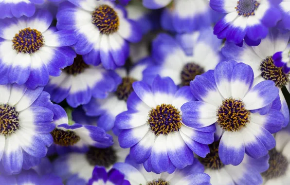 Flowers, nature, background