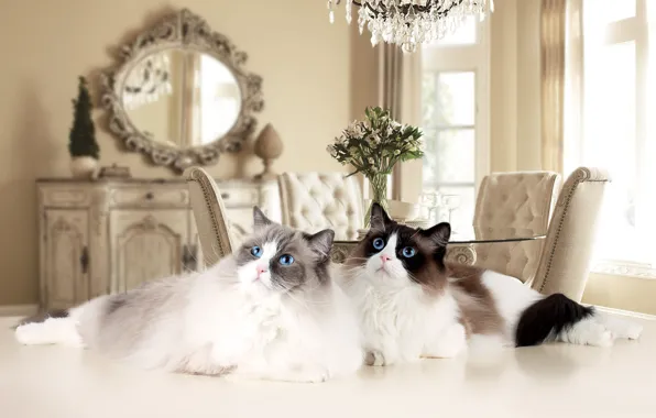 Cats, room, cats, bouquet, mirror, pair, chandelier, table