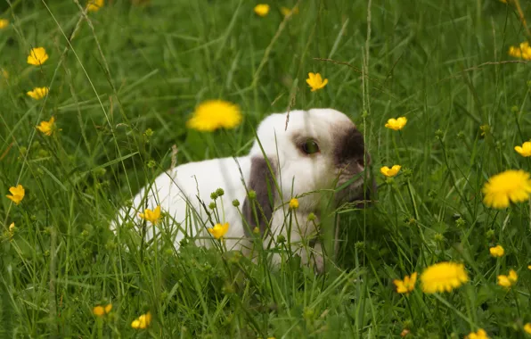 White, grass, look, flowers, nature, pose, background, glade