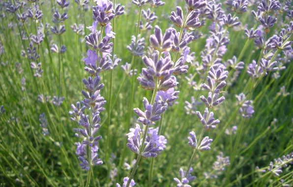 Picture field, summer, flowers, lavender