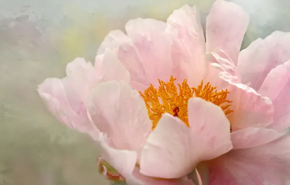 Macro, pink, peony
