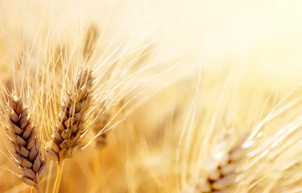 Wheat, photo, grain, ear