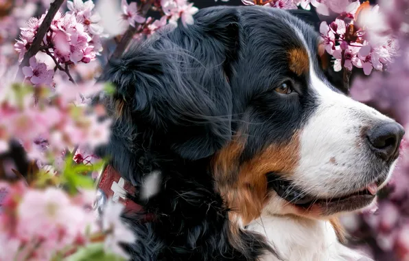Face, flowers, portrait, dog, spring, profile, flowering, Bernese mountain dog