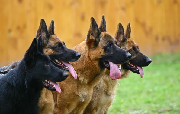 Picture dogs, German shepherd, shepherd