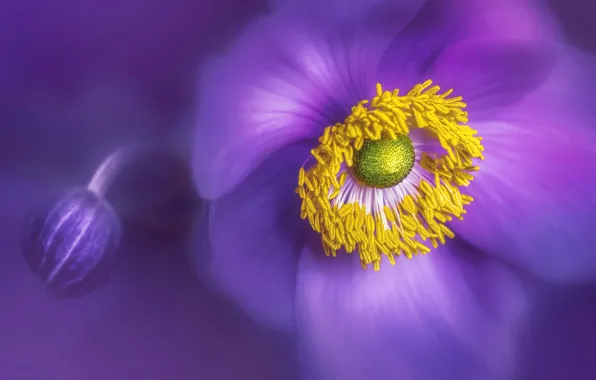 Flower, macro, lilac, blur, petals, stamens, pistil, anemone