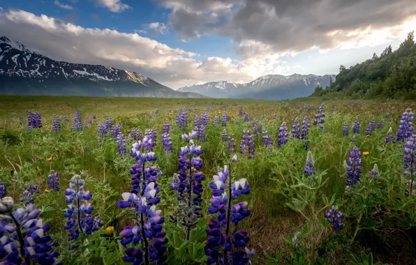 Field, summer, flowers, mountains