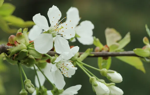 White, flowers, twig