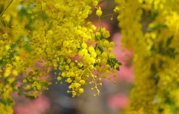 Tree, spring, yellow, flowering, flowers, acacia
