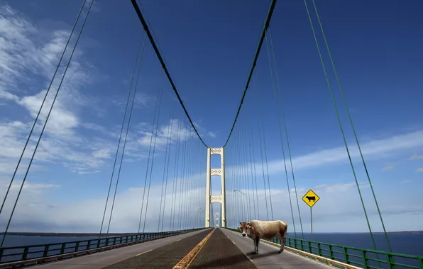 Picture Cow crossing, mackinac bridge, get out of the way