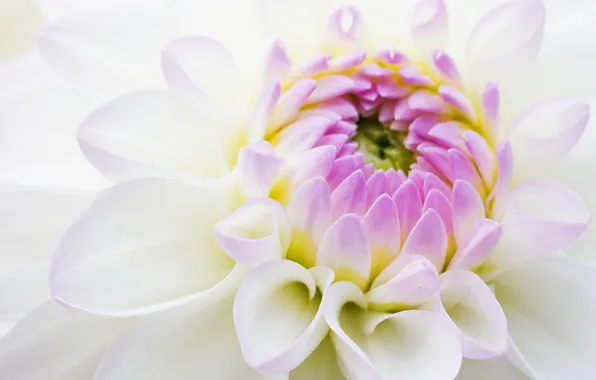 Picture white, flower, lilac, chrysanthemum