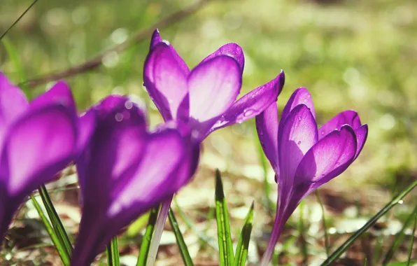 Drops, macro, light, flowers, glare, plants, spring, purple