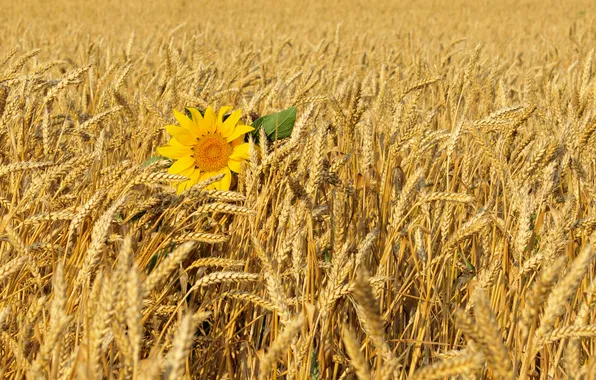 Picture field, the wind, sunflower, ears