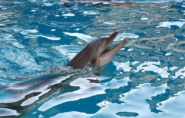 Picture sea, animals, Dolphin