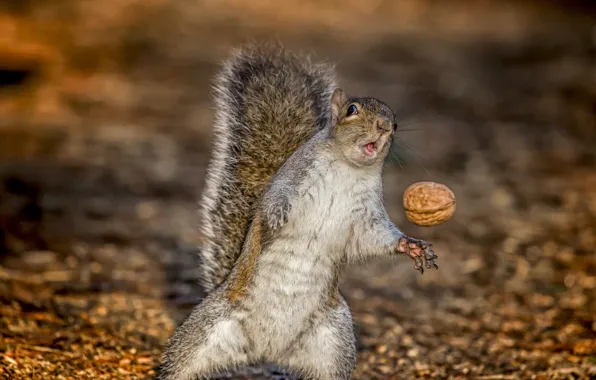 The situation, protein, nuts