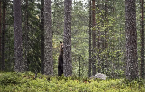 Picture forest, nature, bear