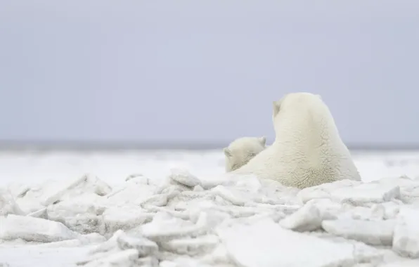 Picture ice, nature, bear